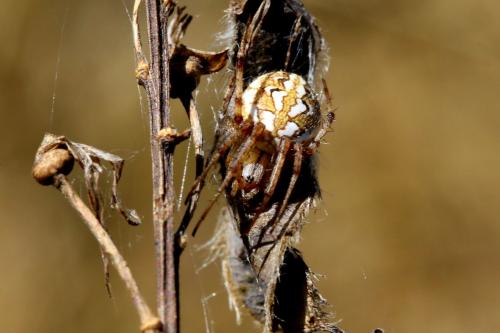 Réf. 307 885 : Neoscona adianta